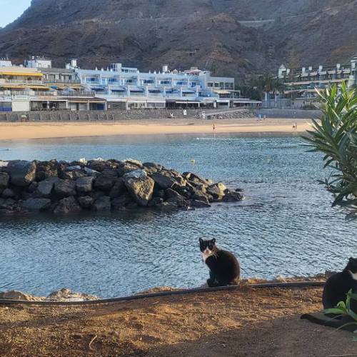 Early Morning in Puerto de Mogan Beach